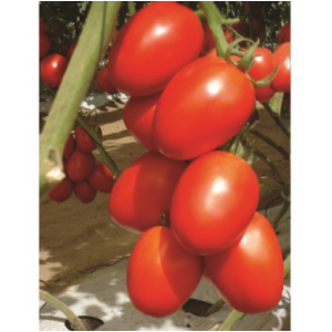 Гранадеро F1 - томат індетермінантний 250 насінин, Enza Zaden Голландія фото, цiна